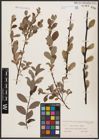 Foto von Salix aurita L. x Salix repens L.